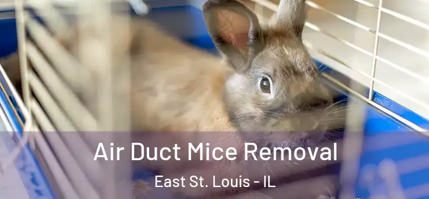  Air Duct Mice Removal East St. Louis - IL