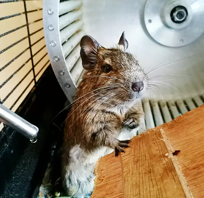 Why Homeowners & Businesses Trust Us East St. Louis, IL